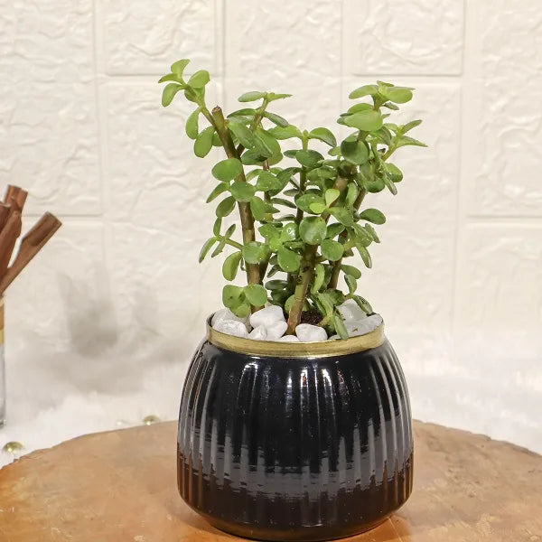 jade plant in black metal pot closeup view