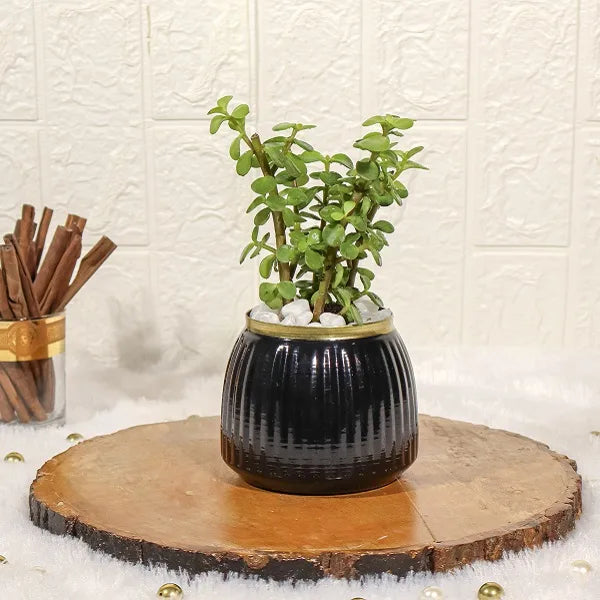 jade plant in black metal pot front view