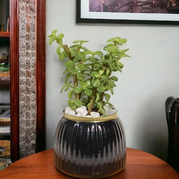 jade plant in black metal pot on a table