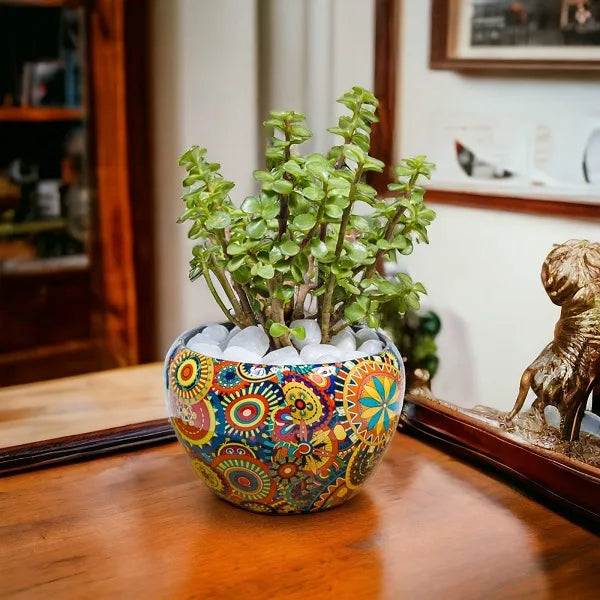 jade plant in designer rajwadi pot front view 2