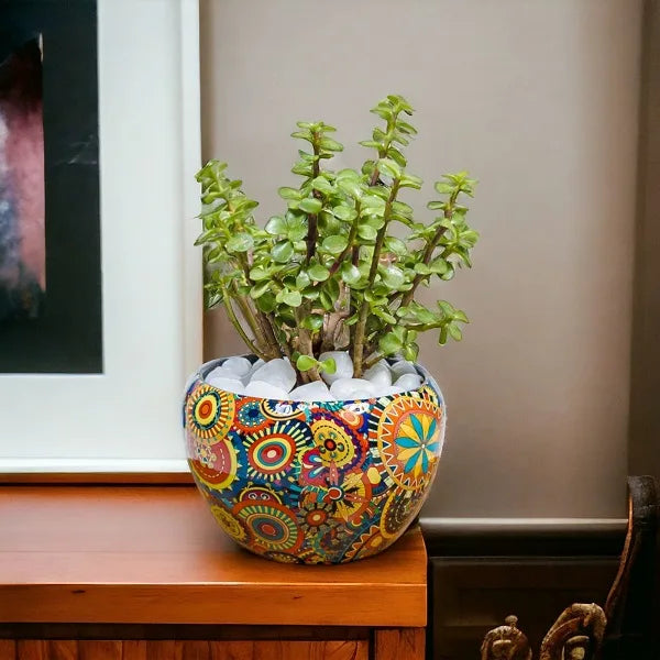 jade plant in designer rajwadi pot front view 3