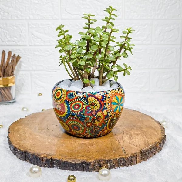 jade plant in designer rajwadi pot front view