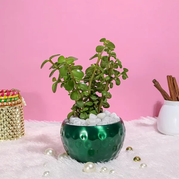 jade plant in green dotted metal pot front view