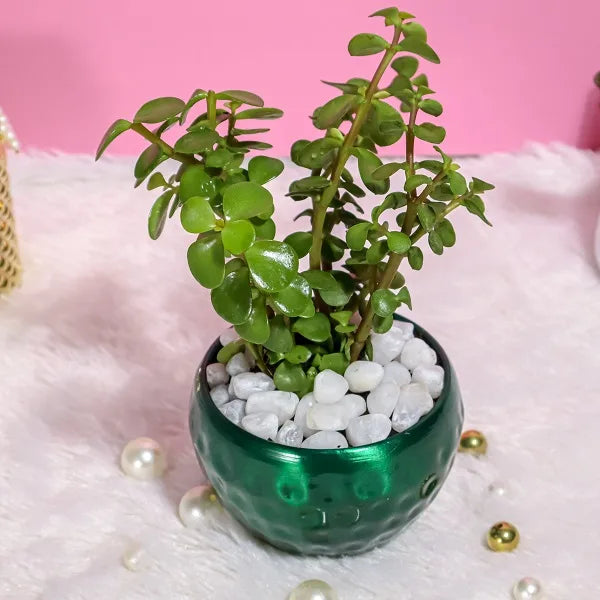 jade plant in green dotted metal pot top view