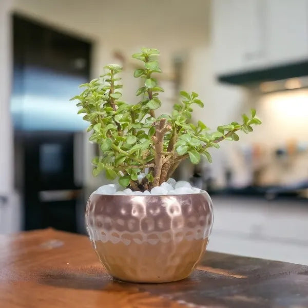 jade plant in metal copper pot front view 2