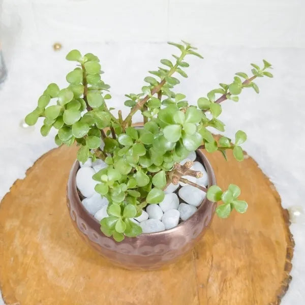 jade plant in metal copper pot top view
