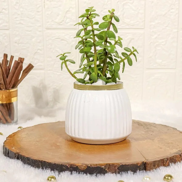 jade plant in white metal pot front view