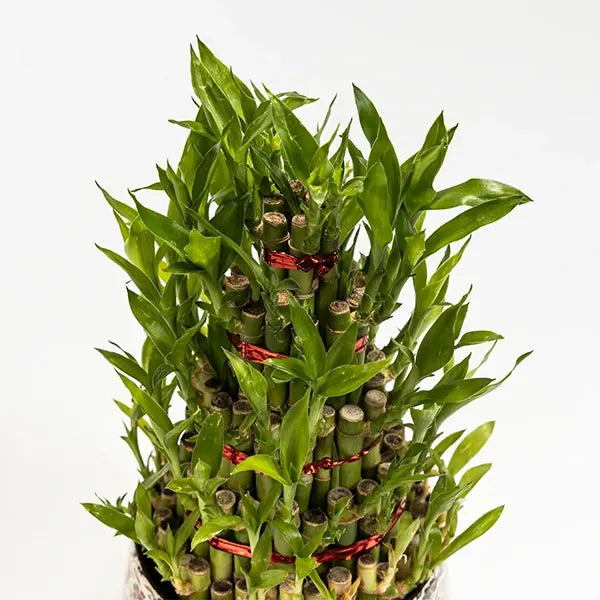 5 layer lucky bamboo plant with floral printed metal plant pot close up view