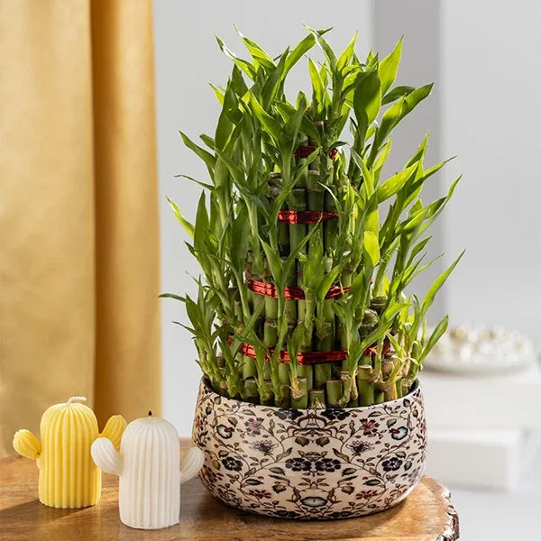 5 lucky bamboo Lucky Bamboo 5 Layer Plant With Floral Printed Metal Plant Pot