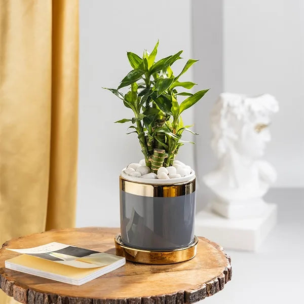 lucky bamboo plant in grey ceramic pot front view