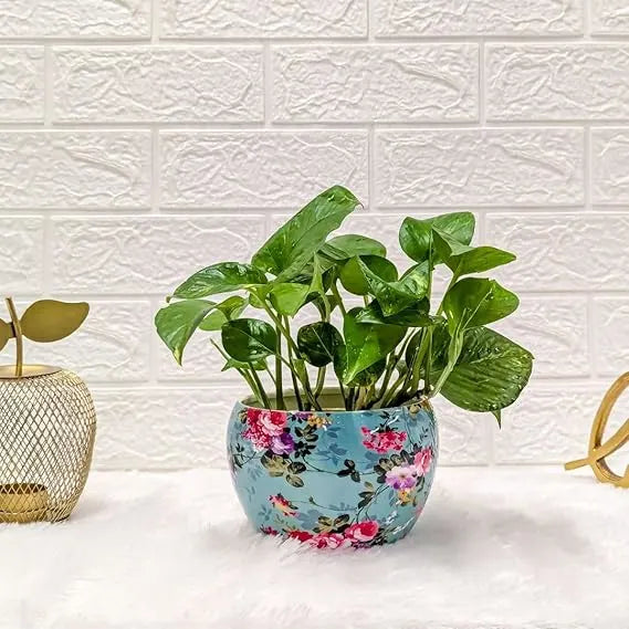 money plant in blue designer printed metal pot front view 2