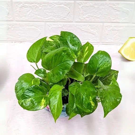 money plant in blue designer printed metal pot top view