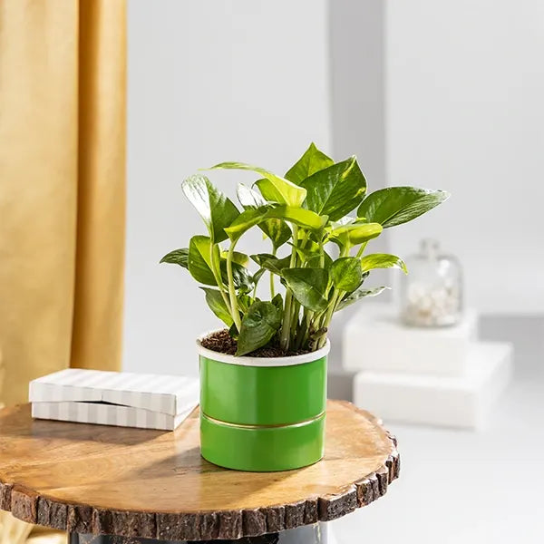 money plant in green metal plant pot front view