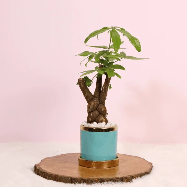 pachira money tree in blue ceramic pot front view 2
