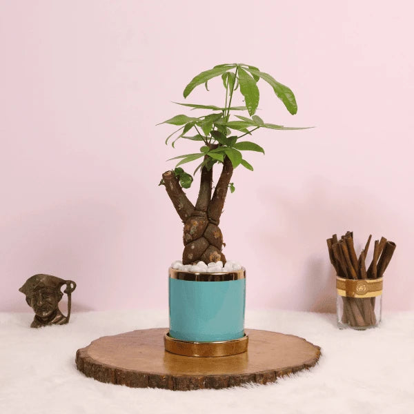 pachira money tree in blue ceramic pot front view