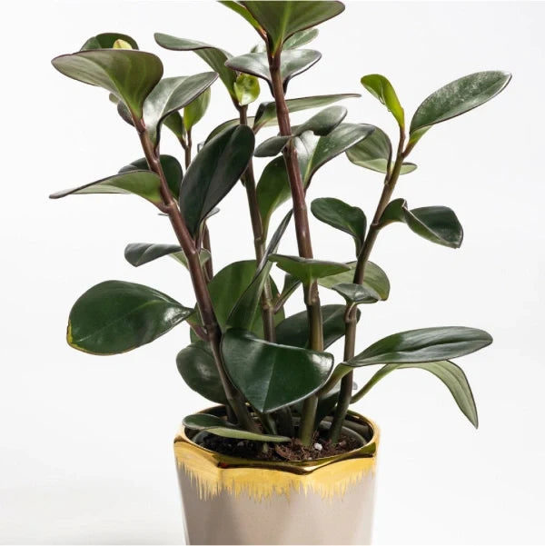 peperomia obtusifolia baby rubber plant with beige ceramic pot front view 2