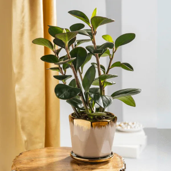 peperomia obtusifolia baby rubber plant with beige ceramic pot front view