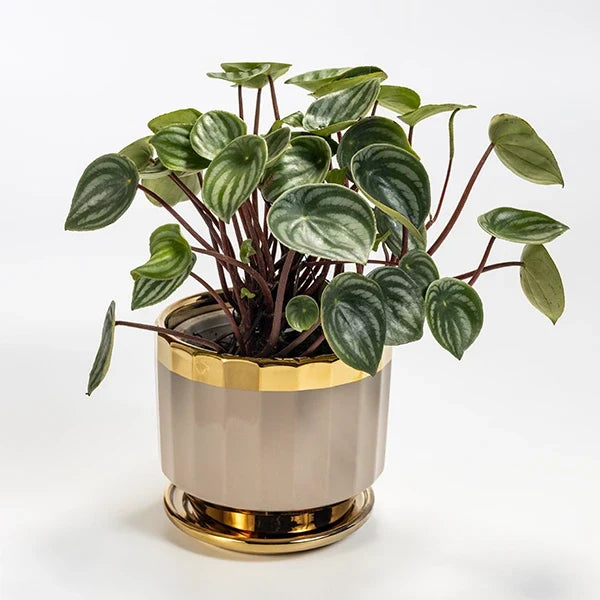 peperomia water melon plant with ceramic plant pot front view 2