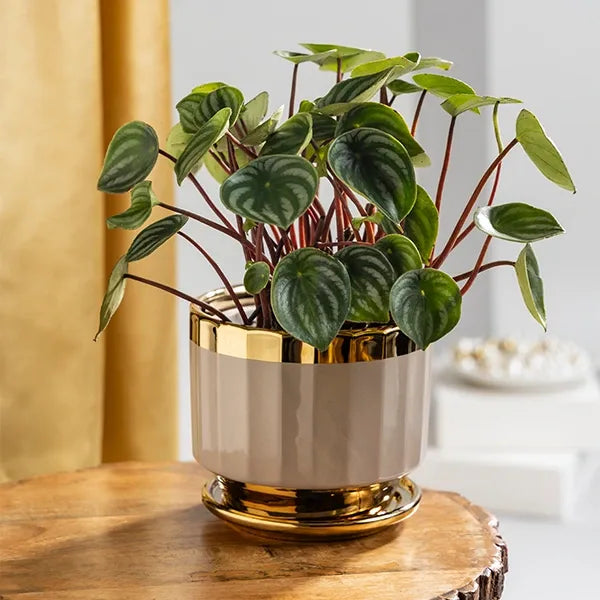 peperomia water melon plant with ceramic plant pot front view