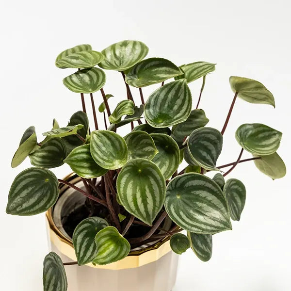 peperomia water melon plant with ceramic plant pot top view