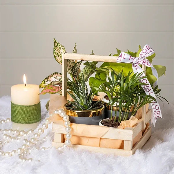 bamboo palm haworthia aglaonema and a golden money plant front view