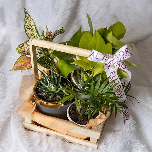 bamboo palm haworthia aglaonema and a golden money plant top view