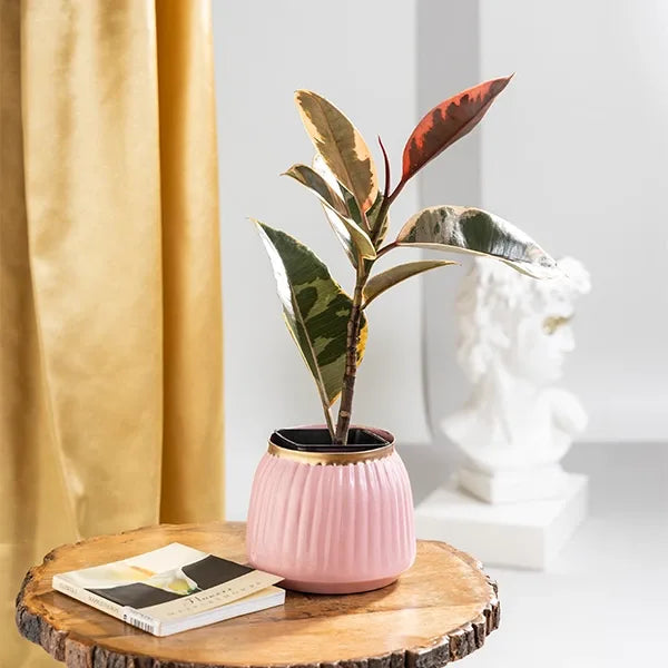 rubber variegated plant in pink metal pot front view