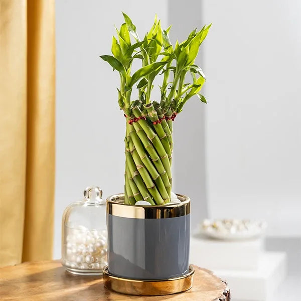 spiral lucky bamboo plant in grey ceramic pot front view