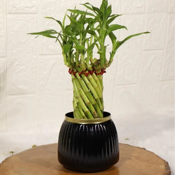 spiral lucky bamboo plant with black metal plant pot closeup view
