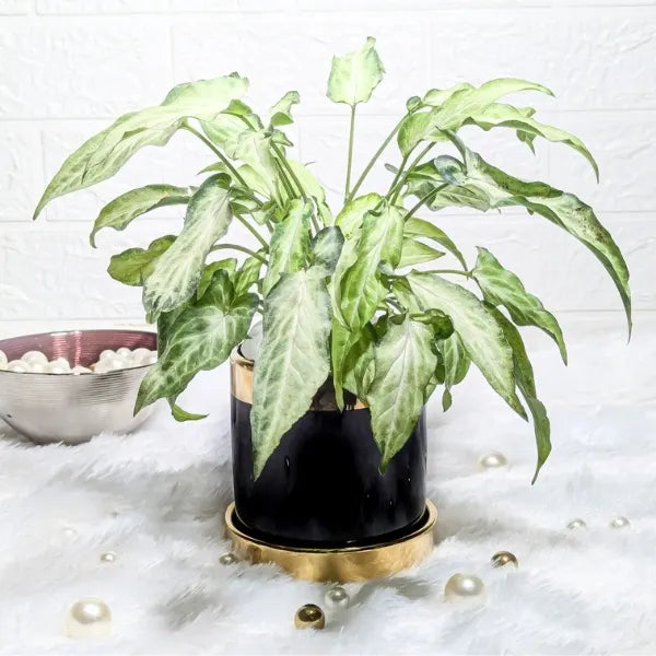 syngonium plant in a black and gold finished ceramic pot front view 2