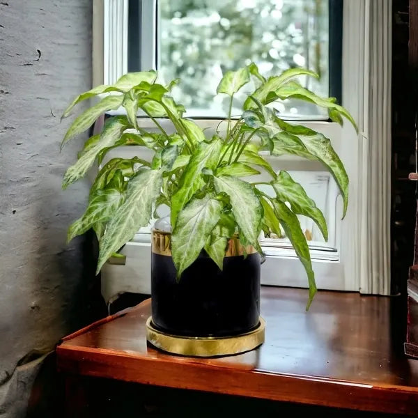 syngonium plant in a black and gold finished ceramic pot front view 3