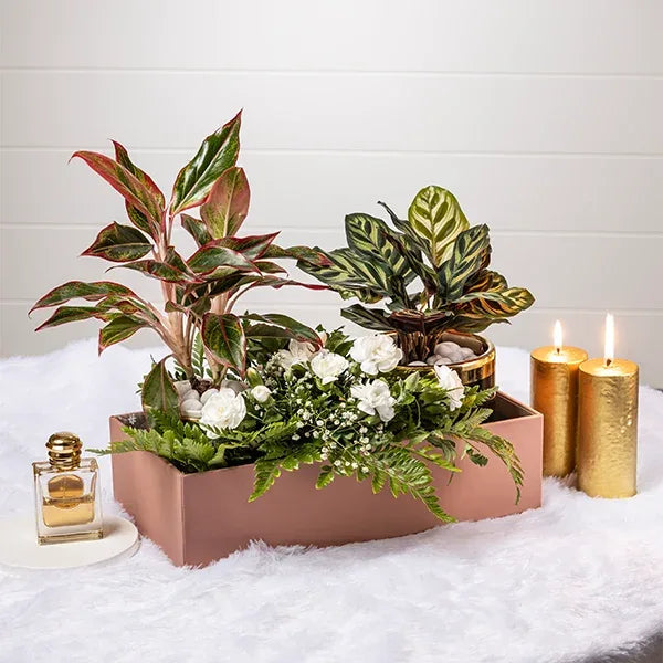 the modern paradise hamper with calathea makoyana aglaonema lipstick plant top view