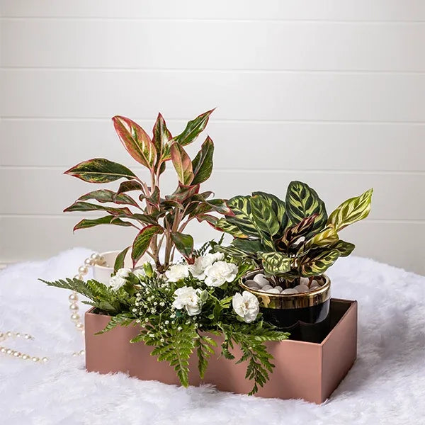 the modern paradise hamper with calathea makoyana aglaonema lipstick plant front view