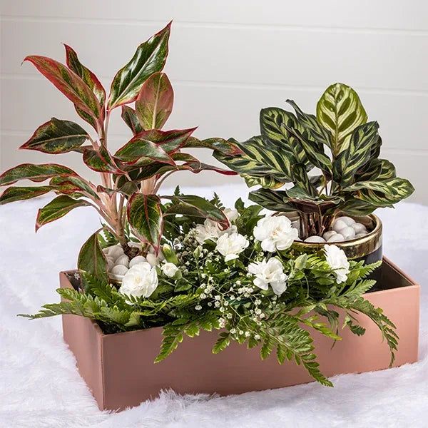 the modern paradise hamper with calathea makoyana aglaonema lipstick plant top view2