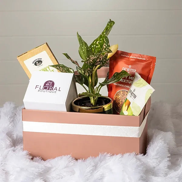 gift hamper of aglaonema rui plant with chocolate top view