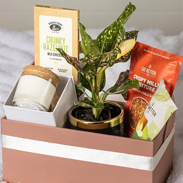 gift hamper of aglaonema rui plant with chocolate front view