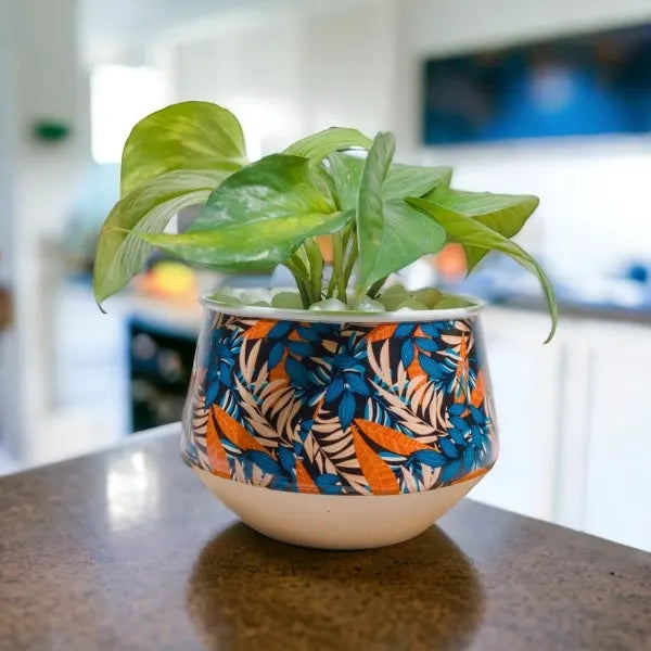 variegated money plant in a printed metal pot front view