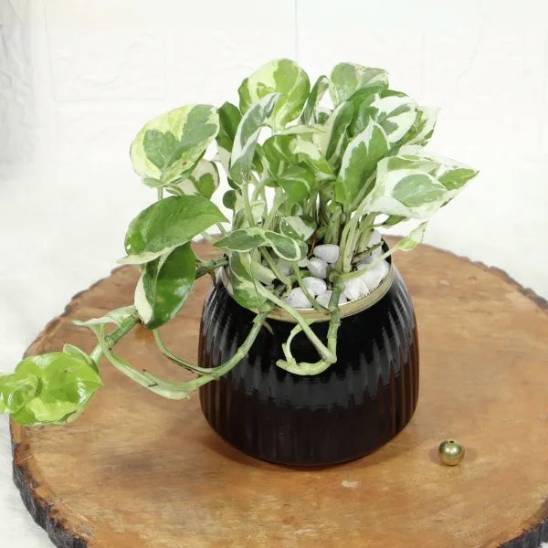 variegated money plant in black metal pot closeup view
