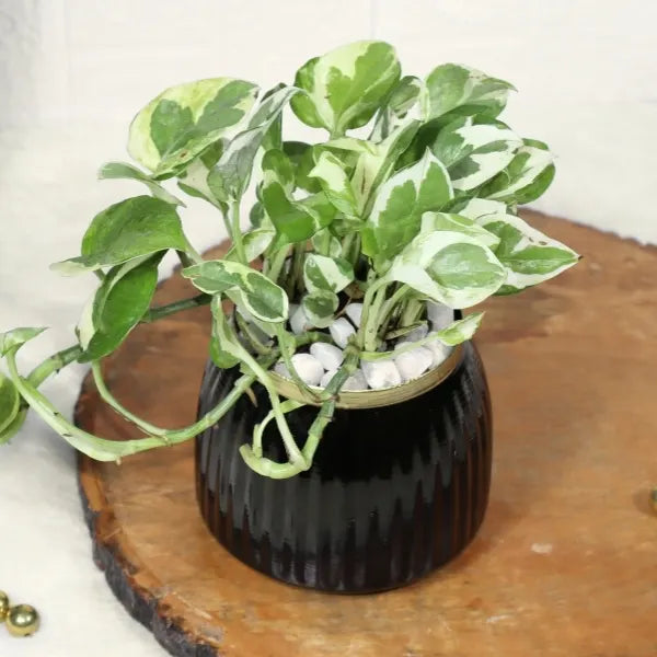 variegated money plant in black metal pot top view