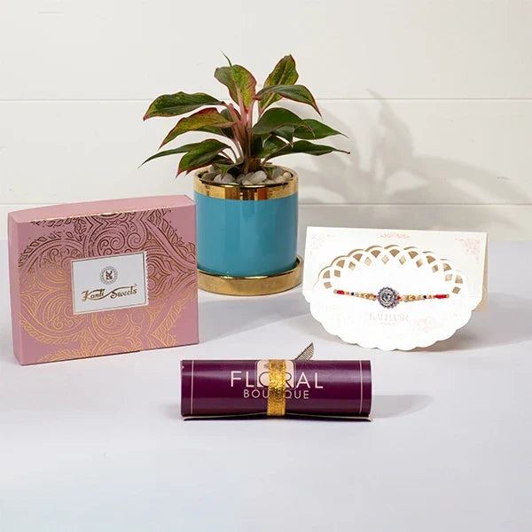 vibrant rakhi gift medallion rakhi kanti kaju katli aglaonema plant front view
