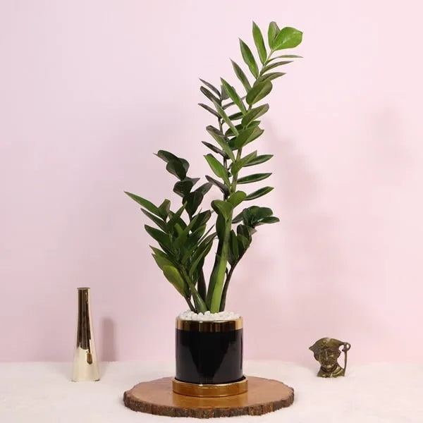 zz plant zamia Buy Zamia ZZ Green Plant with Black Ceramic Pot