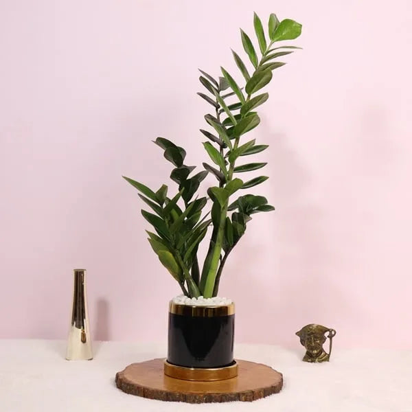 zamia zz green plant in black ceramic pot front view 2