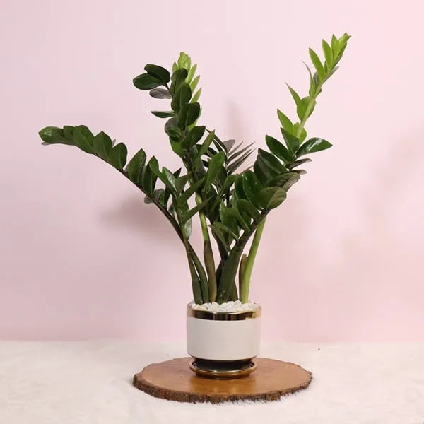 zamia zz green plant in white ceramic pot front view