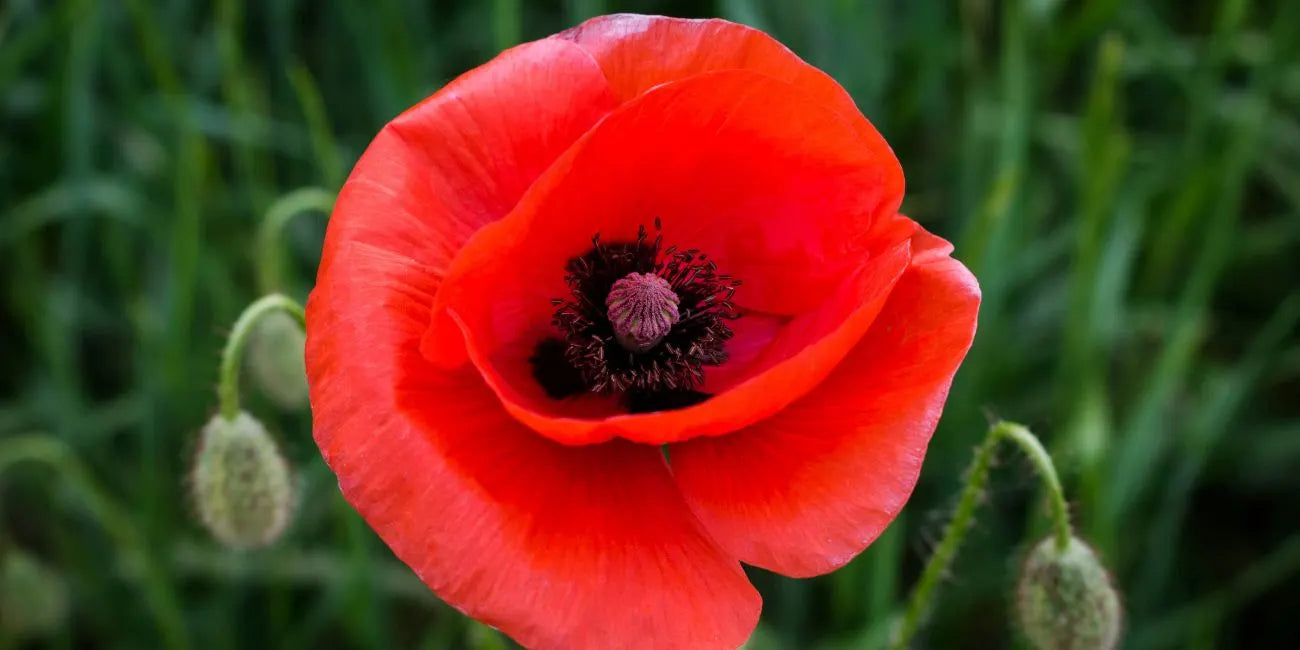 The August birth flower: Symbolism, History, and Modern Interpretations