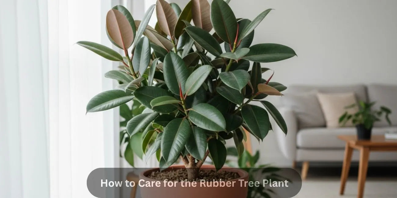 How to Care for the Rubber Tree Plant: The Dos and Don’ts