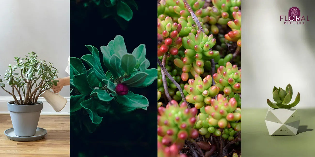 Jade Plant Varieties: A Visual Guide to Adding Succulent Charm to Your Home