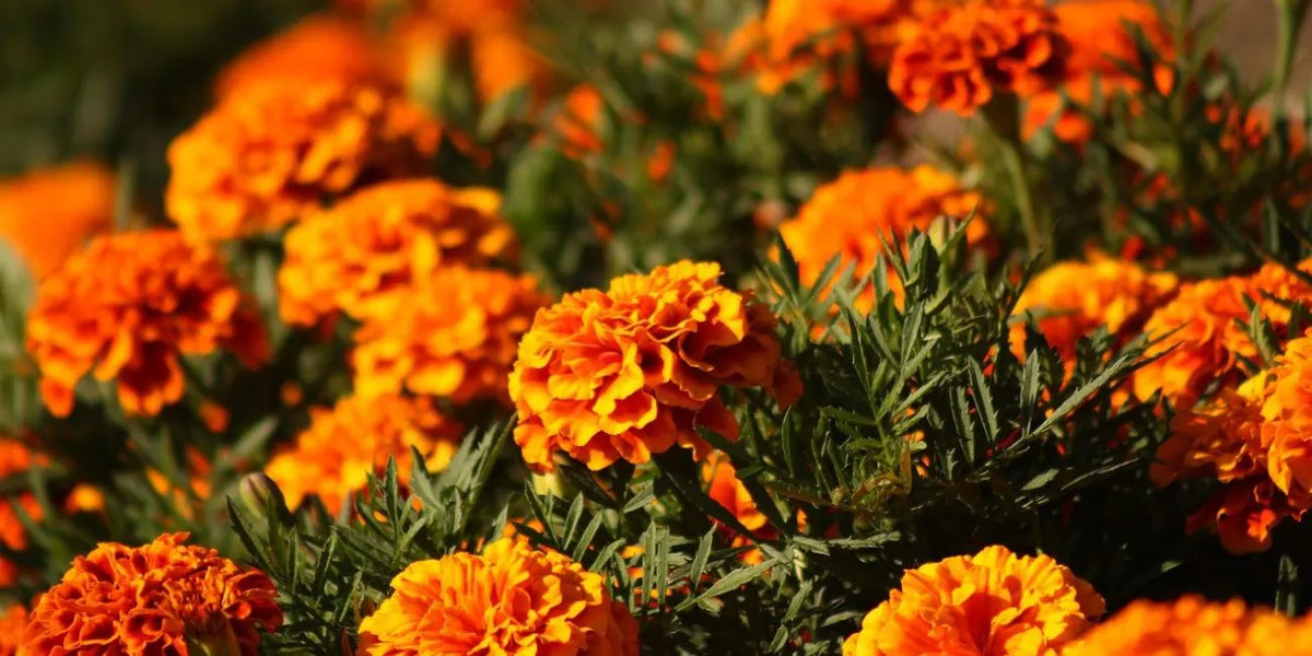 Marigold vs. Cosmos: Which October Flower is Right for You?