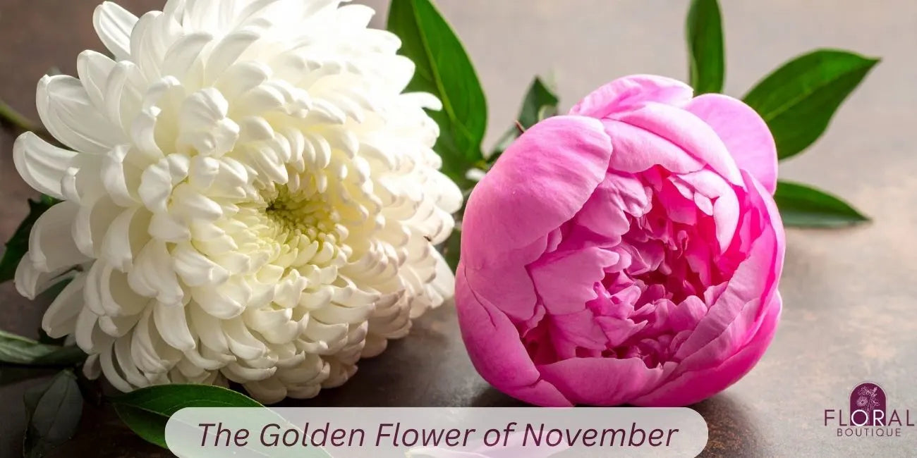 The Golden Flower of November: Everything You Need to Know