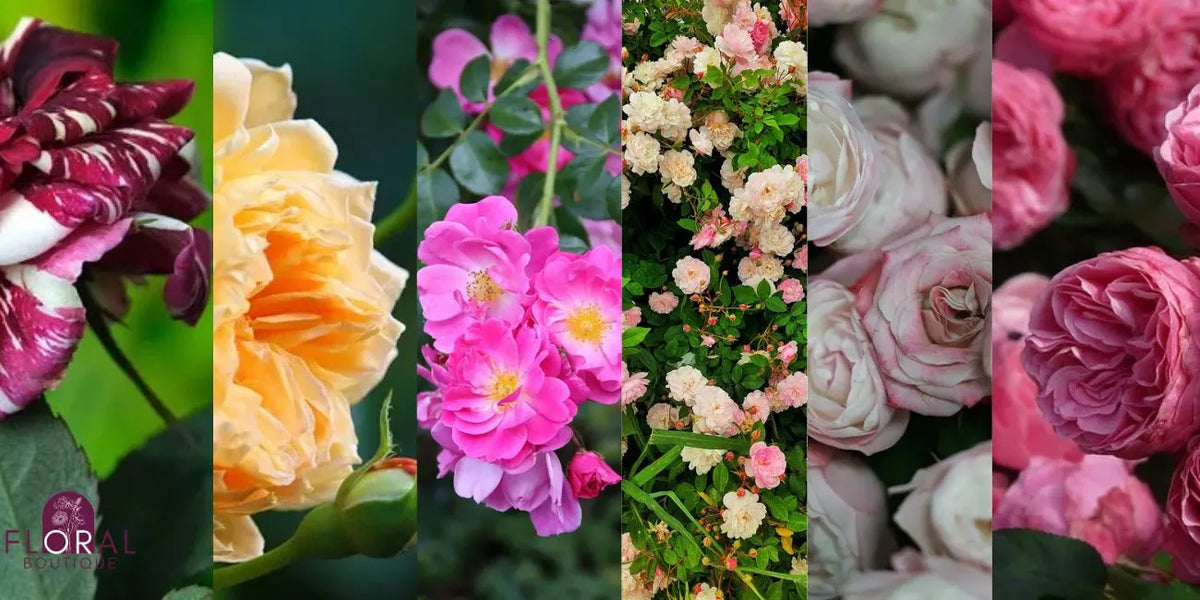 Types of Roses: Complete Guide to Rose Varieties & Colors