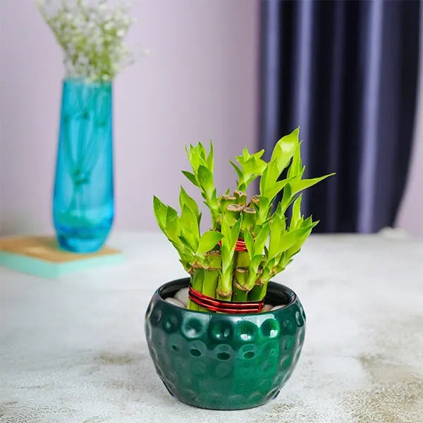 2 layer lucky bamboo in a green dotted pot front view